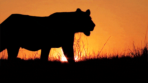 狮子夕阳下的剪影gif动态图片动物gif搞笑图片