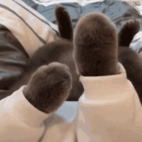 猫咪可爱的爪子蹦迪GIF动态图动物gif搞笑图片