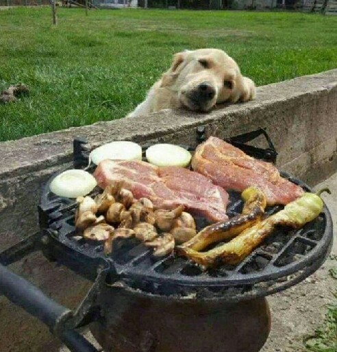 金毛狗狗贪吃嘴馋的搞笑图片动物gif搞笑图片