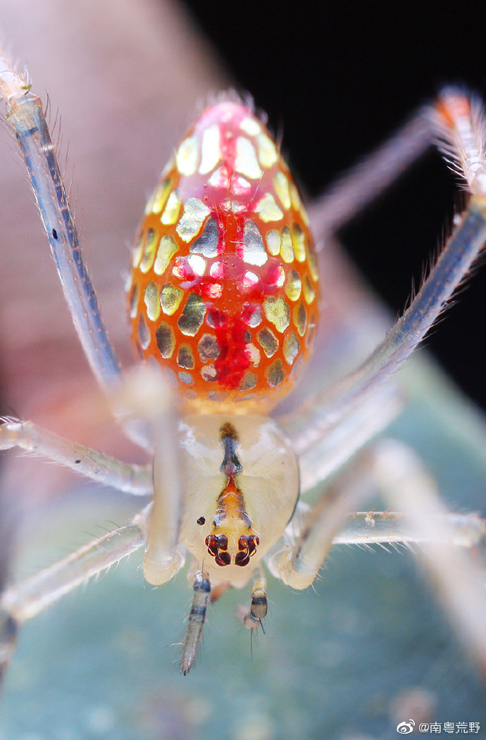 像草莓的银板蛛动物图片动物gif搞笑图片