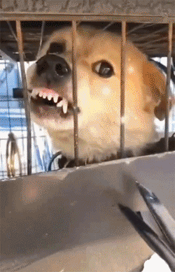 狗狗生气很凶的搞笑动态图片动物gif搞笑图片