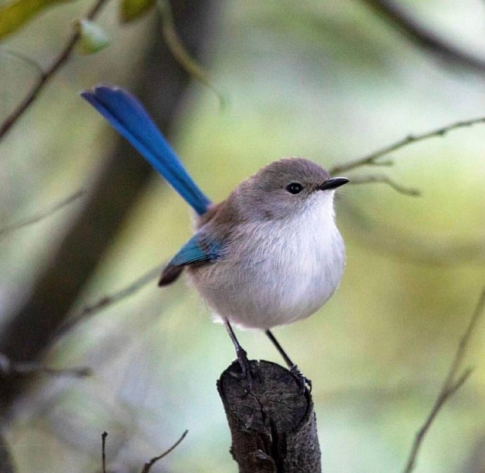 澳洲土著的鸟类细尾鹩莺高清图片动物gif搞笑图片