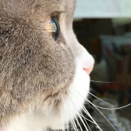 猫咪的眼睛像=像玻璃球特写图片动物gif搞笑图片