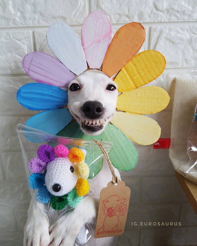 狗狗可爱搞怪的自拍照片动物gif搞笑图片