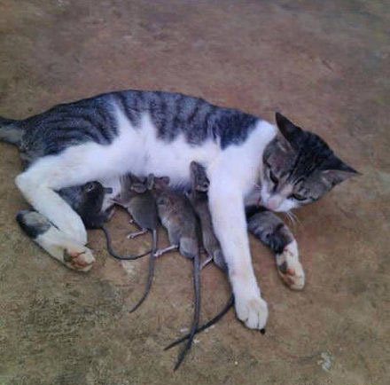 猫咪跟老鼠玩耍的搞笑图片动物gif搞笑图片