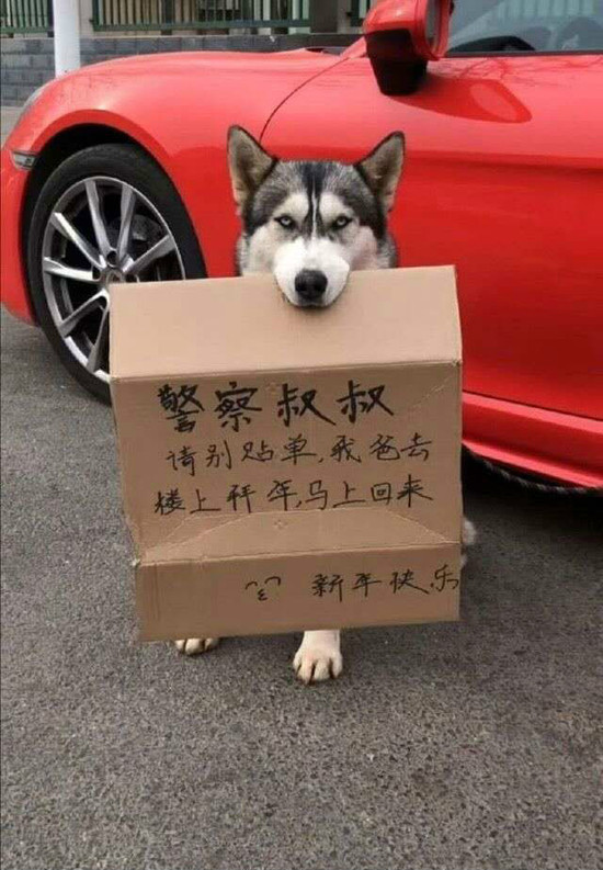 哈士奇的搞笑蠢萌图片动物gif搞笑图片