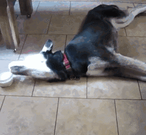 狗狗躺着喝水的gif搞笑动图动物gif搞笑图片