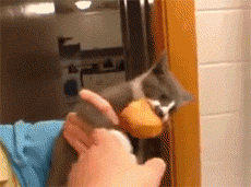 猫咪嘴馋偷吃的搞笑动态图动物gif搞笑图片