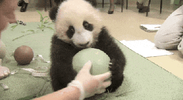 呆萌可爱的小熊猫动态图动物gif搞笑图片