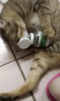 吃猫草的猫咪打滚卖萌GIF动图动物gif搞笑图片