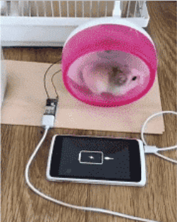 仓鼠跑轮盘的搞笑GIF动图动物gif搞笑图片