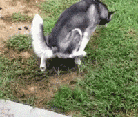 搞怪的哈士奇倒立拉屎GIF动图动物gif搞笑图片