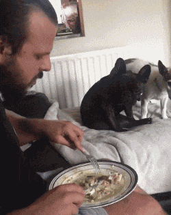 狗狗嘴馋的搞笑GIF图动物gif搞笑图片