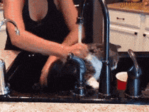 给猫咪洗澡的搞笑gif动图动物gif搞笑图片