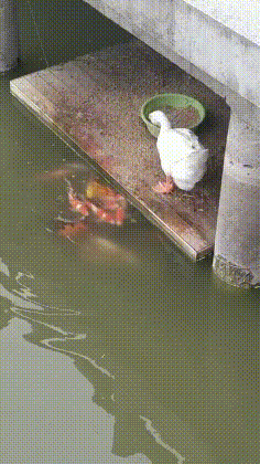 动物和平相处的温馨瞬间GIF动图动物gif搞笑图片