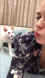 无毛猫挠人的萌宠搞笑动图动物gif搞笑图片