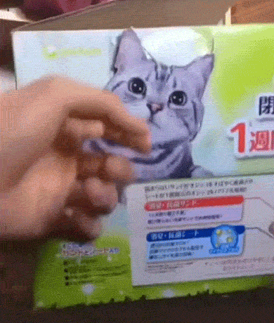 可爱的猫咪玩耍GIF动图动物gif搞笑图片