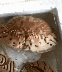 螃蟹吐泡泡喷水的搞笑动图动物gif搞笑图片