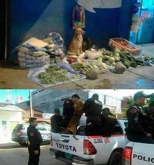 狗狗卖菜被城关抓的搞笑图片动物gif搞笑图片
