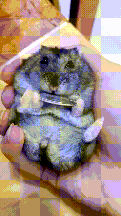 可爱的仓鼠吃瓜子的搞笑GIF动图动物gif搞笑图片