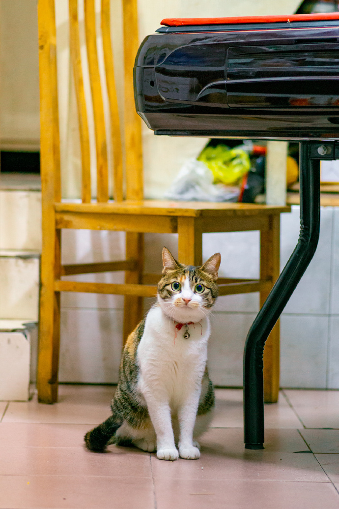 可爱呆萌的狸花猫咪摄影写真图片动物gif搞笑图片