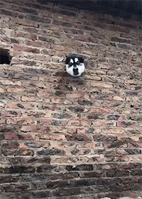 搞笑的哈士奇卡住头GIF动图动物gif搞笑图片