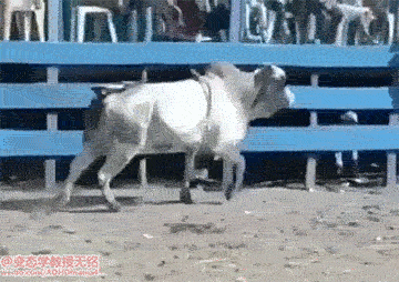 斗牛踹人的搞笑GIF动态图动物gif搞笑图片