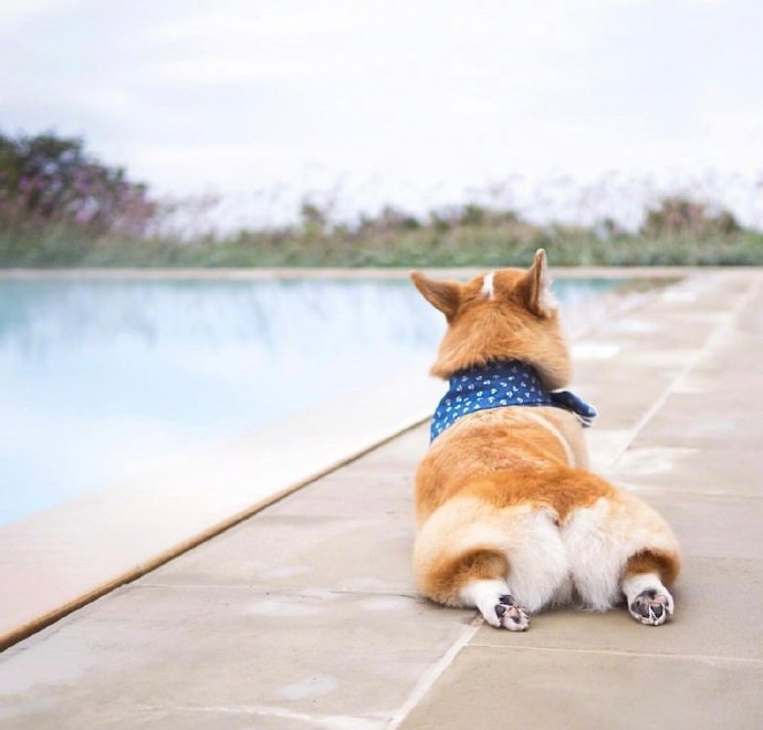 可爱呆萌的萌宠柯基小短腿写真图片动物gif搞笑图片