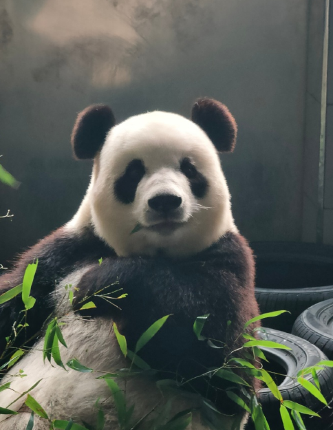 呆萌可爱的熊猫吃竹子图片动物gif搞笑图片