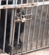 狗狗舔锁的搞笑gif动态图动物gif搞笑图片