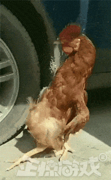 公鸡叉腰走路的搞笑GIF动态图动物gif搞笑图片