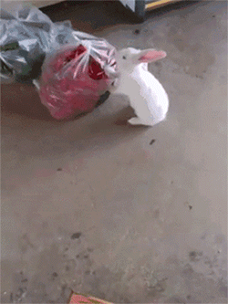 小兔子吃辣椒的搞笑动态图动物gif搞笑图片