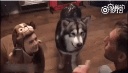 教育哈士奇狗狗技巧动态图动物gif搞笑图片