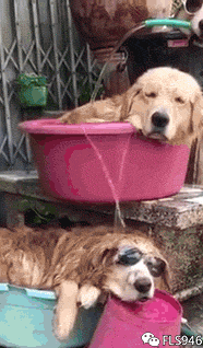 金毛睡觉洗澡的搞笑动态图动物gif搞笑图片