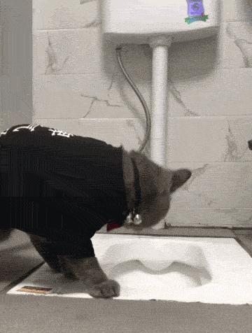 猫咪在马桶上厕所的搞笑gif动态图动物gif搞笑图片