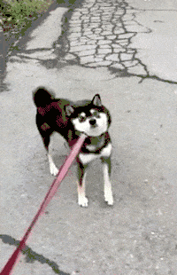 狗狗柴犬贪吃的搞笑gif动态图动物gif搞笑图片