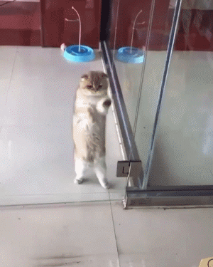 猫咪跳舞擦窗户的可爱萌宠GIF动态图动物gif搞笑图片