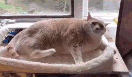太胖的猫咪挠痒痒GIF动图动物gif搞笑图片