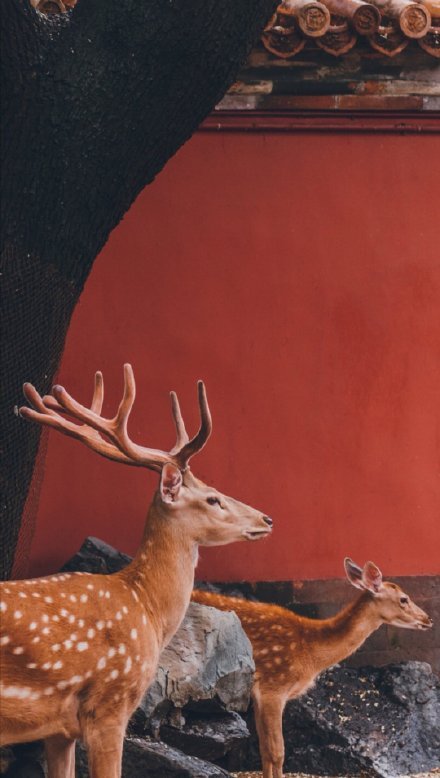 故宫中国风背影梅花鹿照片动物gif搞笑图片