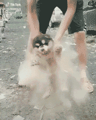 可爱呆萌的小哈士奇GIF动态图动物gif搞笑图片