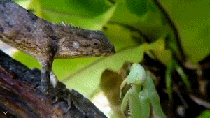 螳螂捕食的GIF动物动态图动物gif搞笑图片