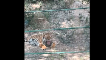 老虎很热吐舌头GIF动图动物gif搞笑图片