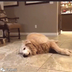 狗狗压力大的搞笑GIF动图动物gif搞笑图片