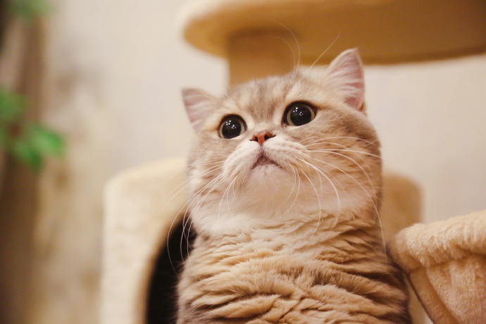 可爱呆萌的猫咪写真图片动物gif搞笑图片