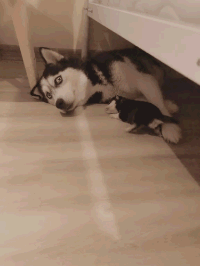 搞笑的哈士奇GIF动态图动物gif搞笑图片