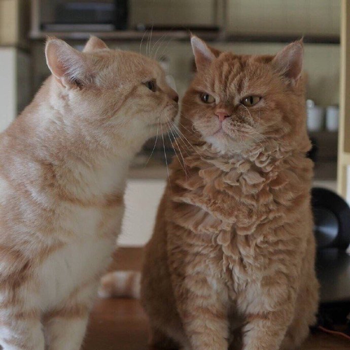 可爱呆萌的猫咪秀恩爱动物gif搞笑图片