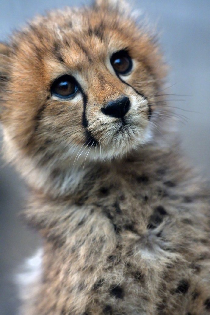 委屈脸的小奶豹图片动物gif搞笑图片