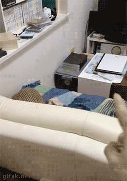 猫咪撒娇卖萌GIF动图动物gif搞笑图片