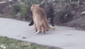 打架的猫咪GIF动图动物gif搞笑图片