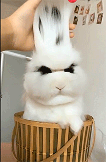 可爱呆萌的兔子GIF图片动物gif搞笑图片
